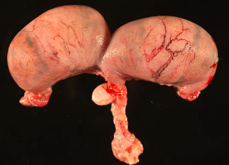 Unopened pregnant uterus to show the very thin blood vessels on surface. Cervix is below.