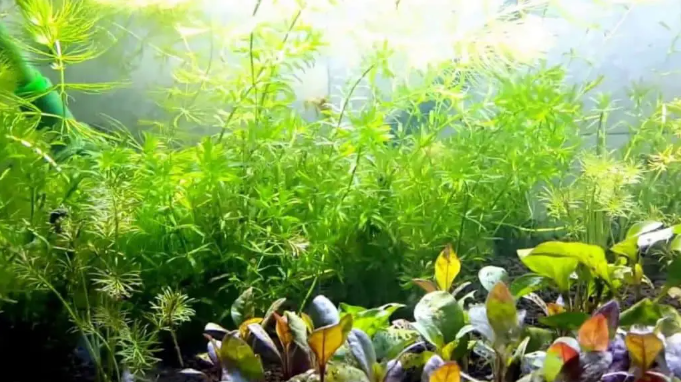Hornwort
