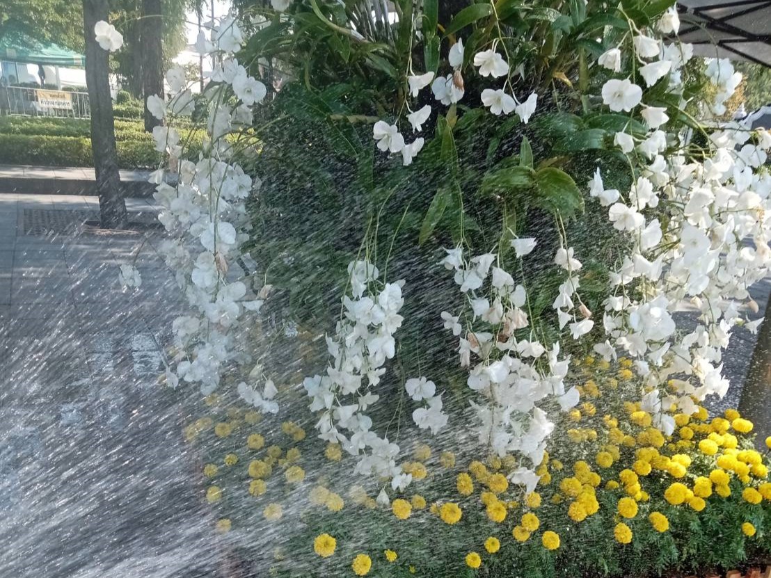 รูปภาพ