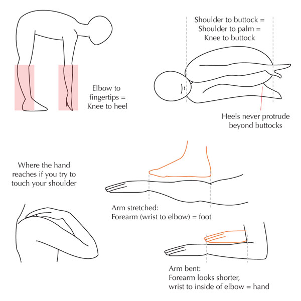 İnsan Anatomisi Model çizim Teknikleri ve Ölçü nasıl alınır