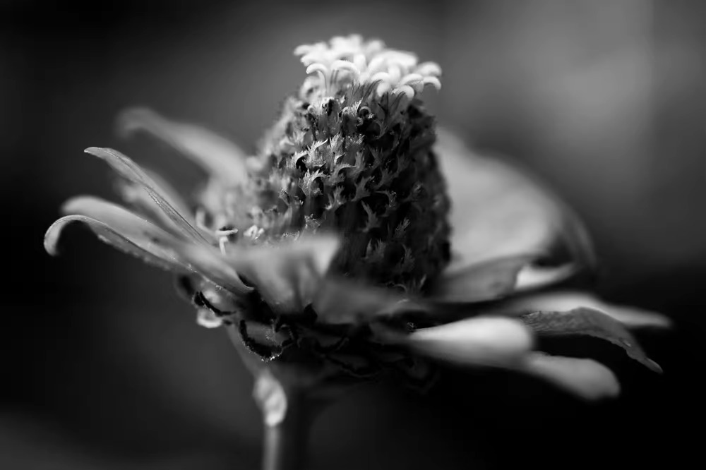 flor em preto e branco