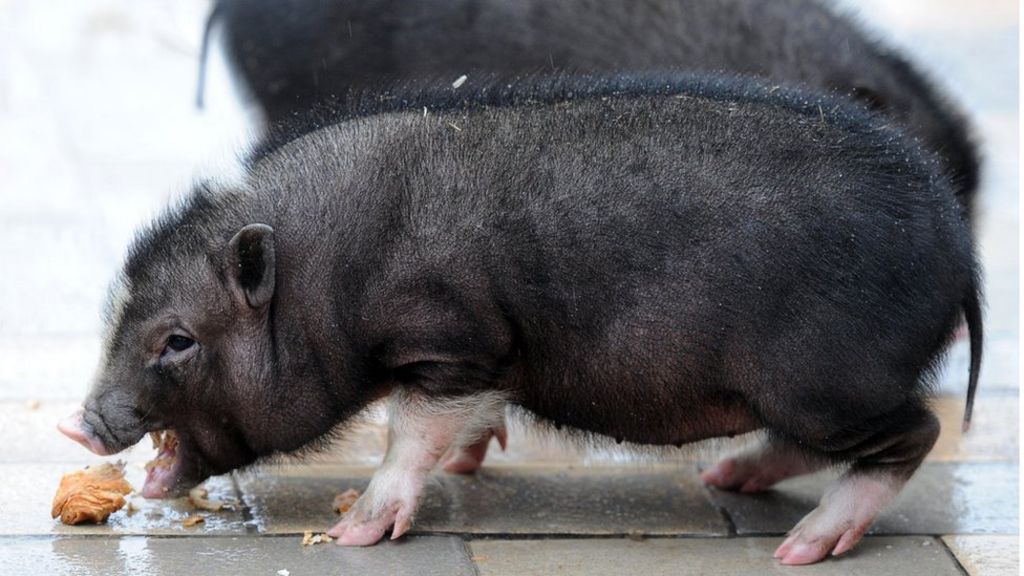 Pot-Bellied Pigs