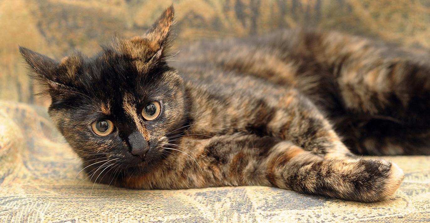 Черепаховый окрас кошки фото. Черепаховая кошка. Черепаховая кошка порода. Порода кошек черепахового окраса. Европейская черепаховая кошка.