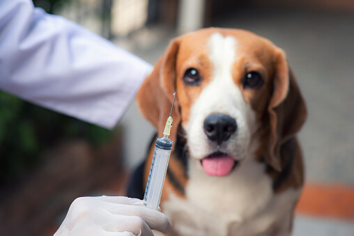 Frequent Urination In Puppies After Vaccination