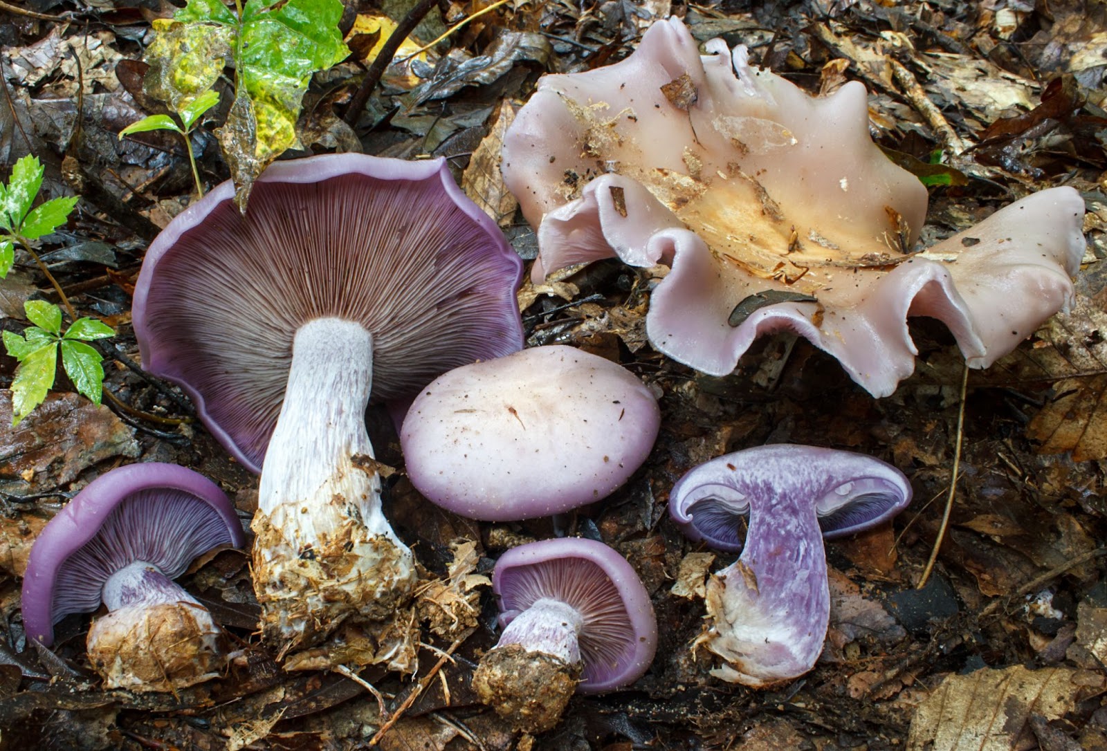 Clitocybe nuda mushrooms found inteh garden