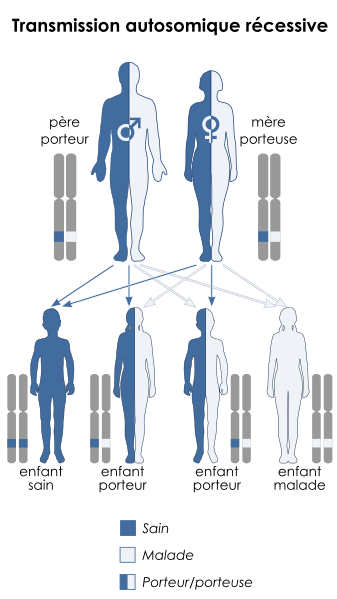 Fichier: Autosomique récessif - fr.svg