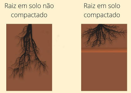 Exemplo de crescimento de raízes em solo não compactado e compactado