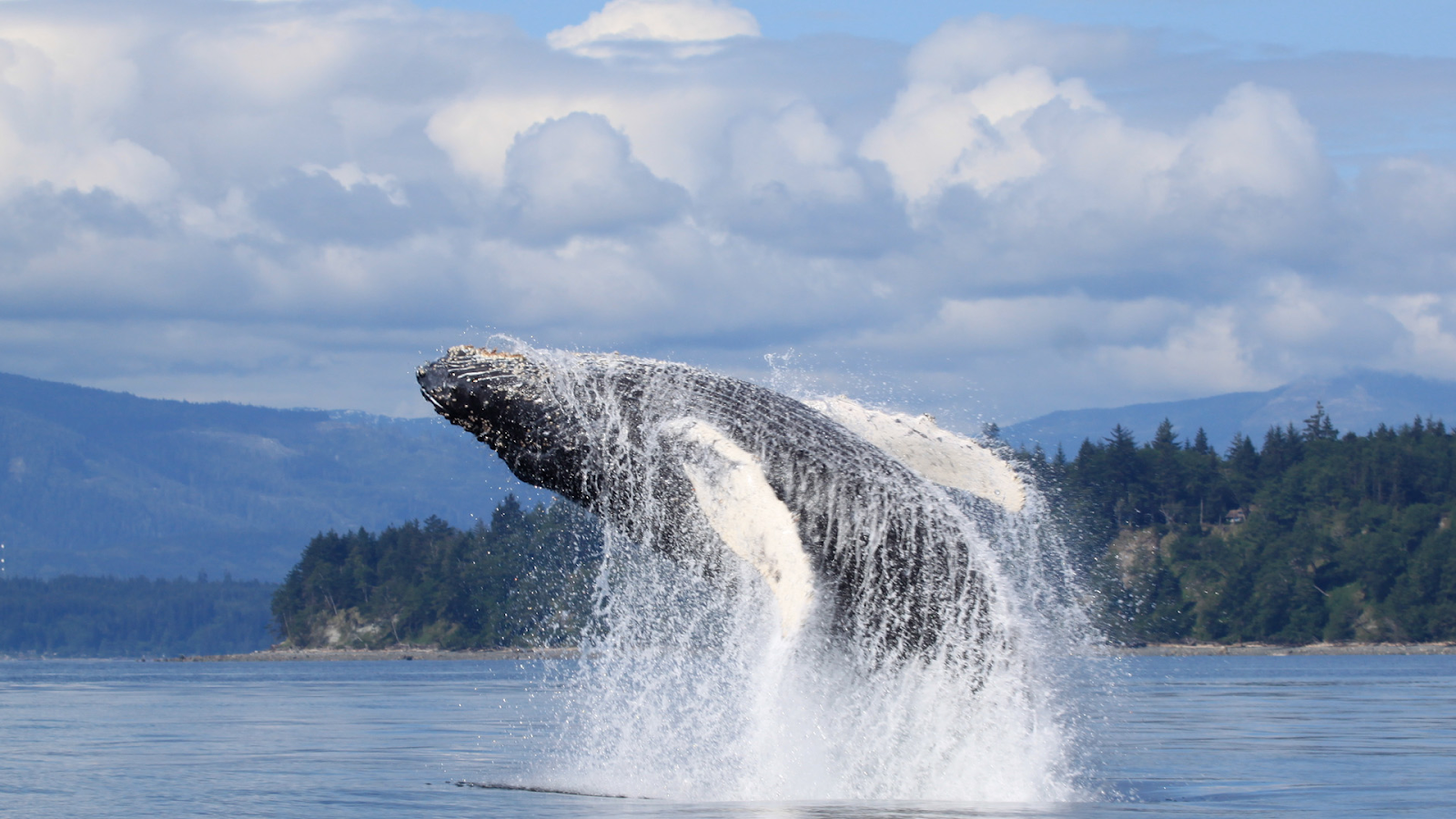 Humpback Whales See The Wild