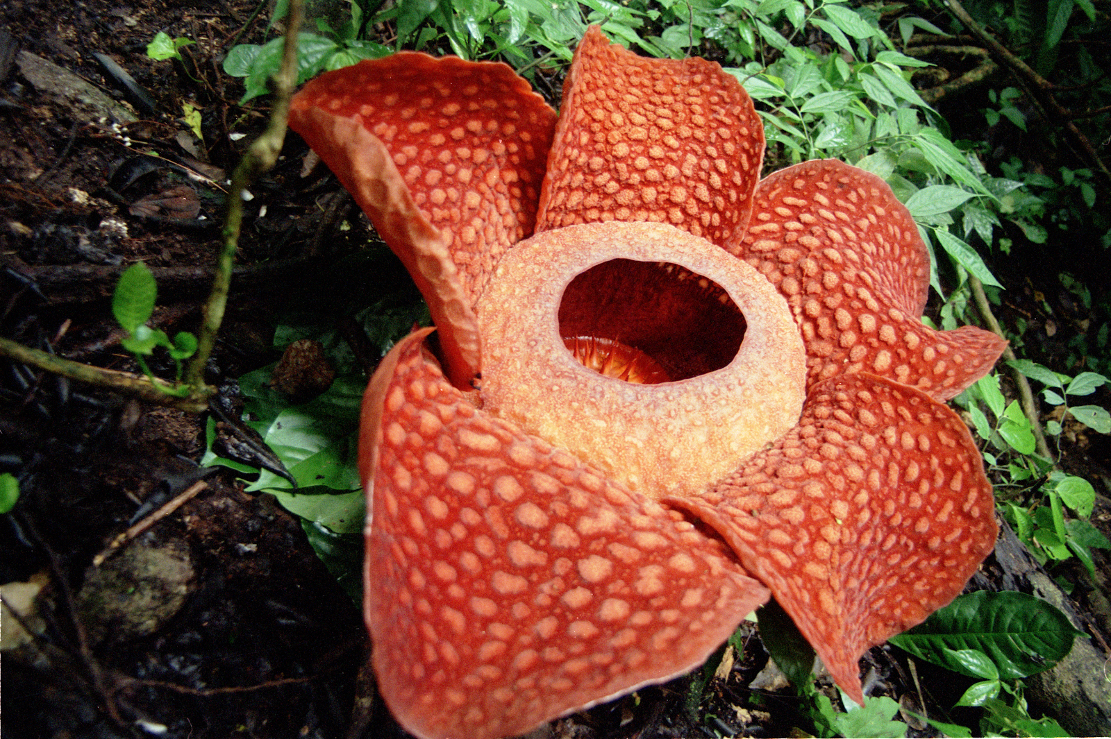 Rafflesia Arnoldii or ‘corpse lily’