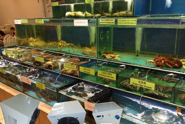 Nam Phú Thái cung cấp máy làm mát nước bể hải sản đạt chuẩn chất lượng