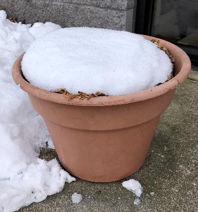 snow covered pot, cabbage kale 