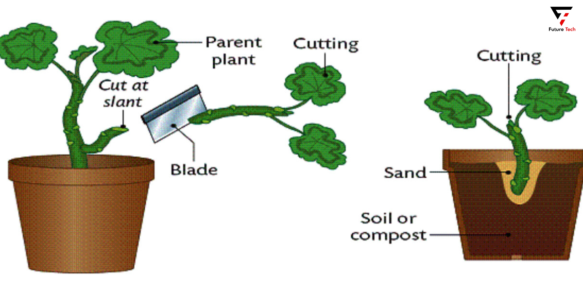 How Do Plants Reproduce?