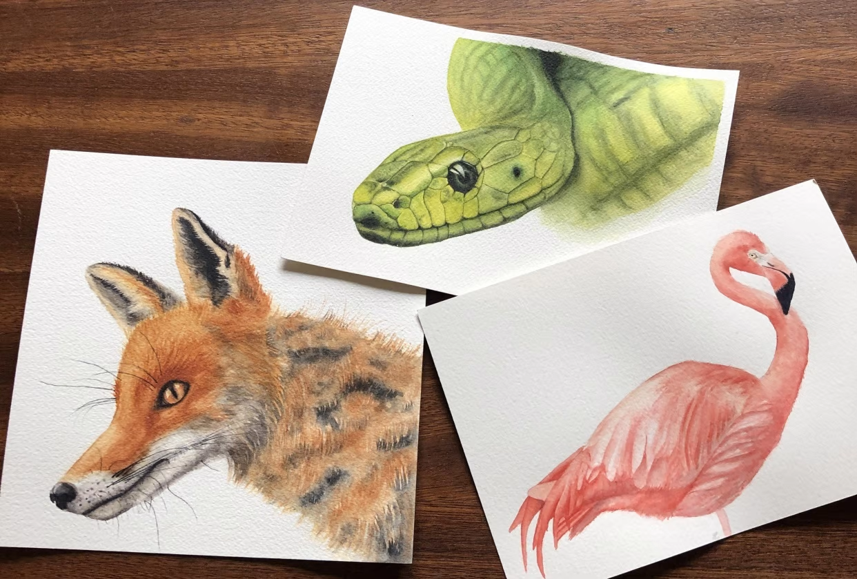 fox drawing, flamingo drawing, and snake drawing
