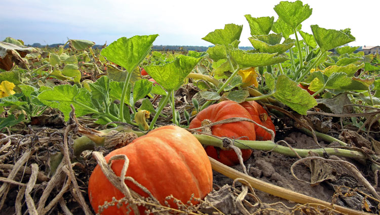 why-are-my-pumpkin-leaves-turning-yellow-happiness-pumpkin