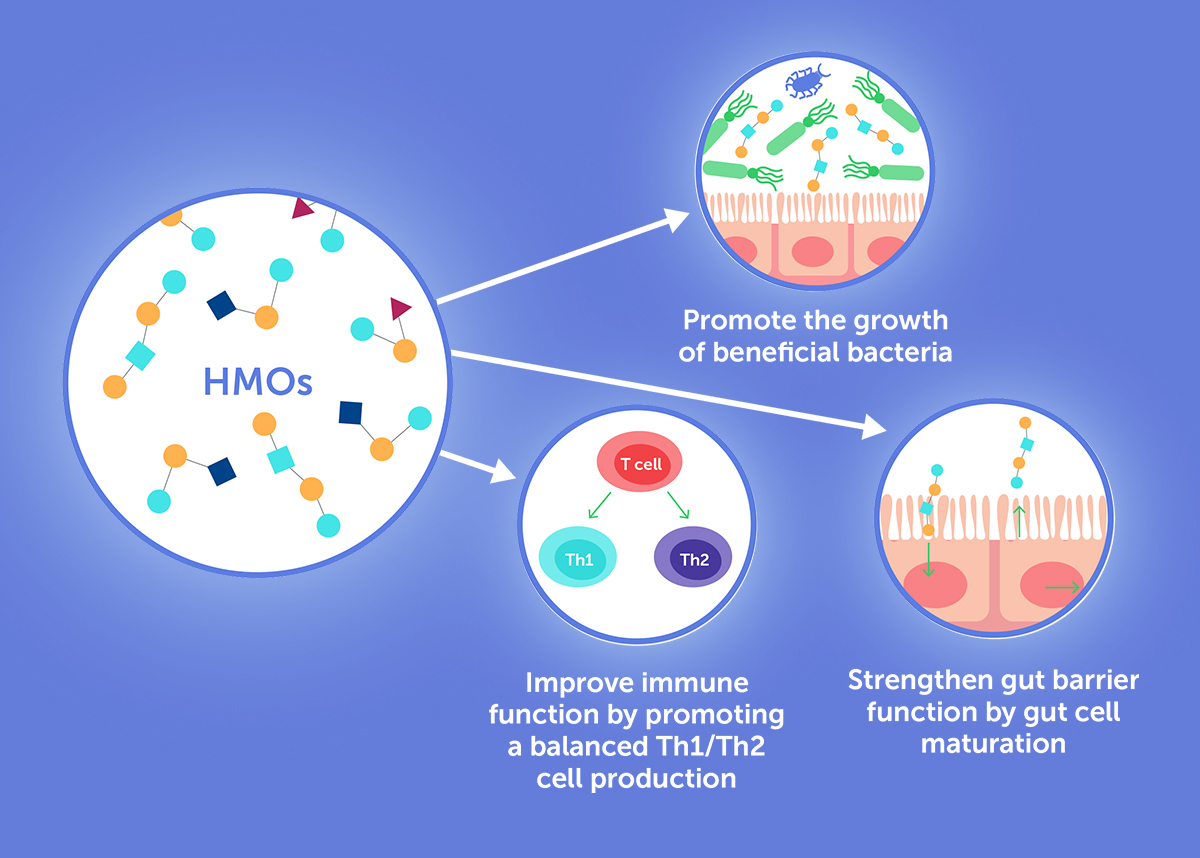Do HMOs Play a Role in the Allergic Response and Management of Cow’s Milk Protein Allergy?