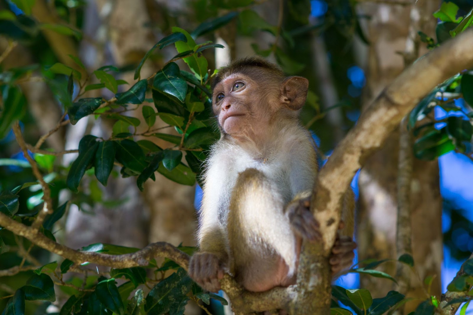 Macaco Parque Nacional de Wilpattu