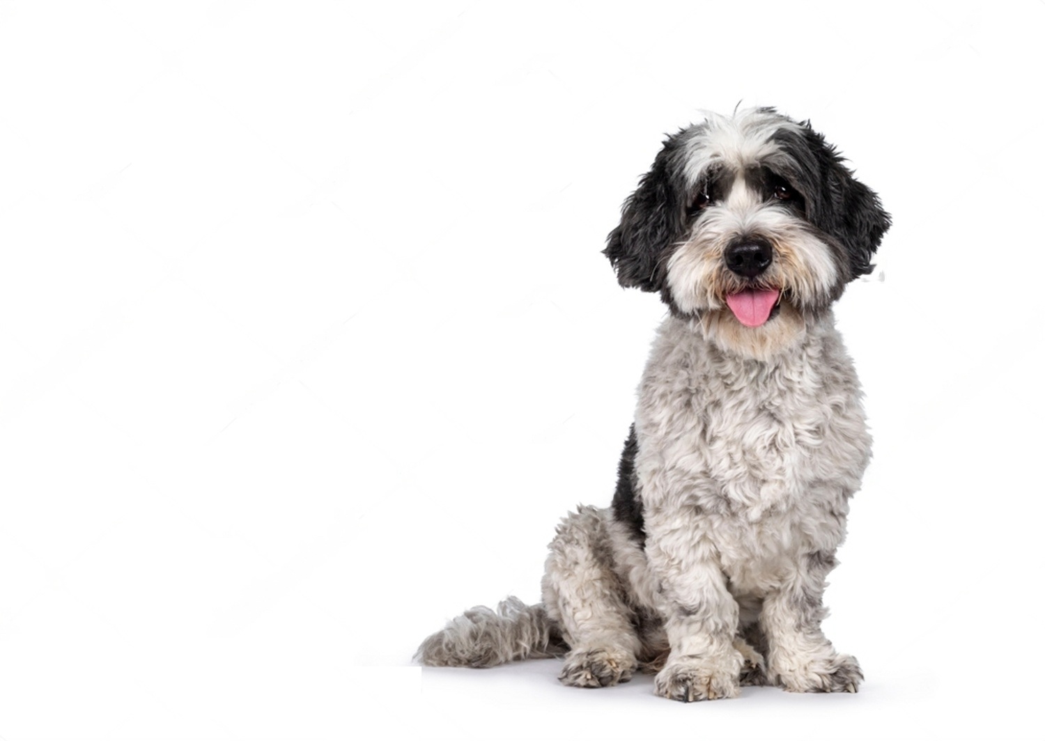 Black Spot On Dog Tongue 4 dPBBgVmxiSPfR4mZCB6CmJCkJqxx1Ngn7HgI6u90XCKbFFukDyGVDhN4p2O4C QfeQPc
