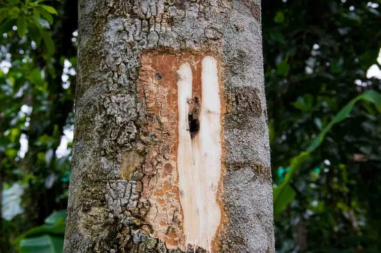 Không phải cây Dó Bầu nào cũng có thể tạo Trầm