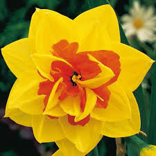 Image result for daffodil