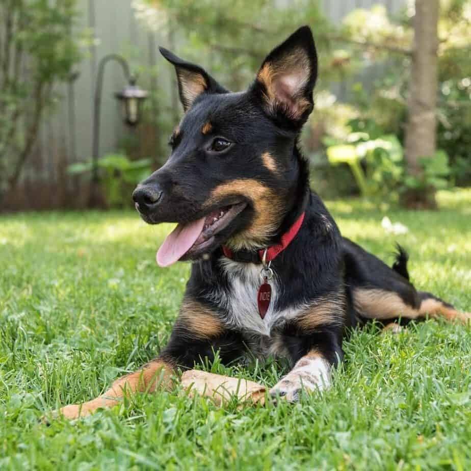 Blue Heeler Rottweiler Mix - Everything You Need to Know