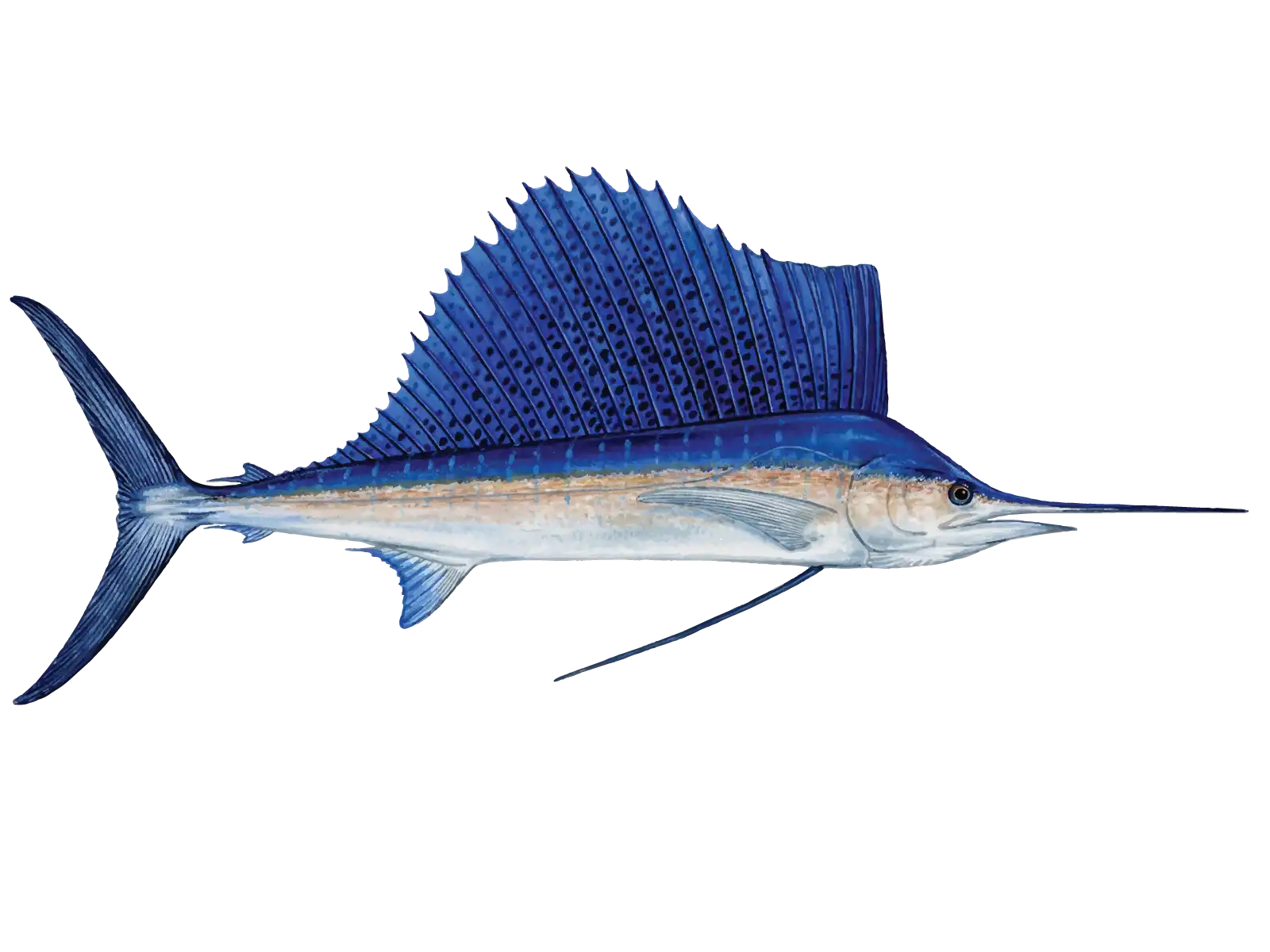 Sailfish in St. Augustine Charter Fishing