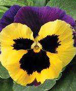 http://www.stokeseeds.com/uploads/product/53887/medium.jpg