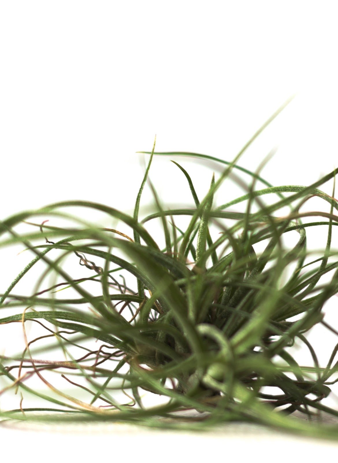 Tillandsia baileyi