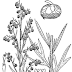 Ngải thơm Artemisia dracunculus,ART00095