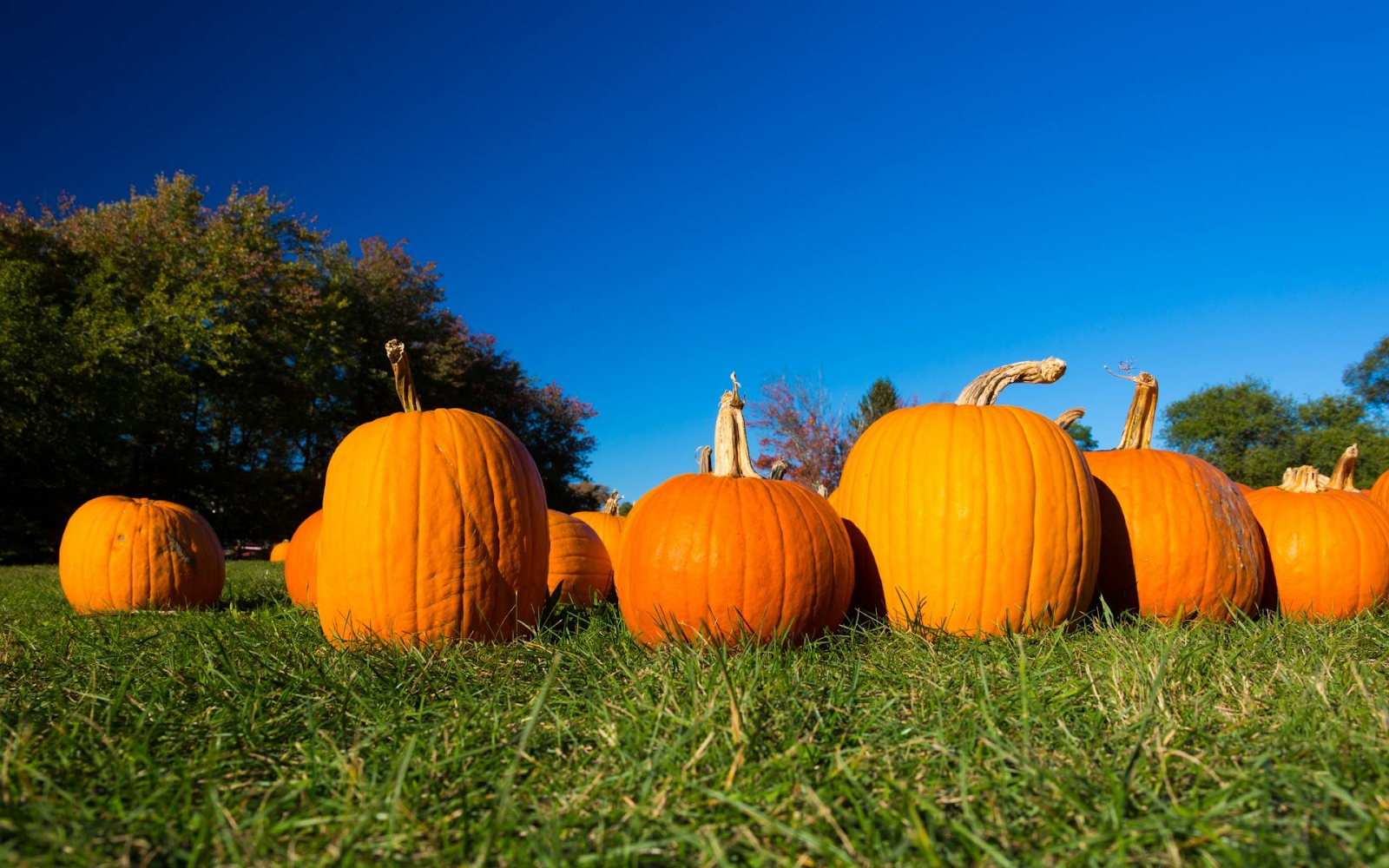 Pumpkins