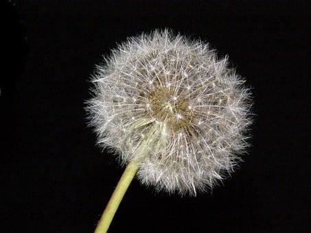 What is the best time to Spray Dandelions and When is it too late?