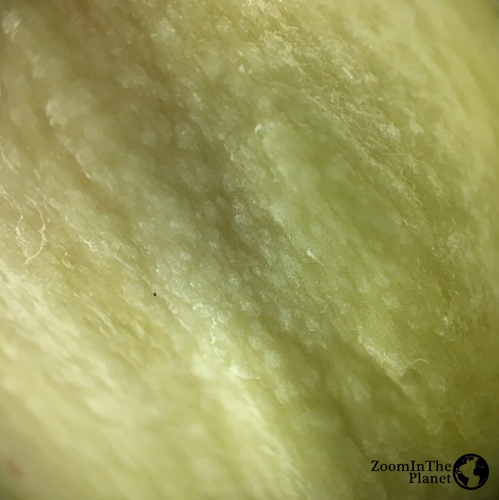LEMON SEED