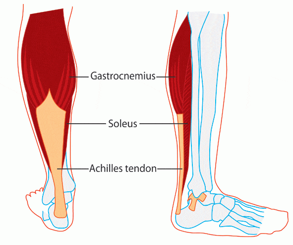 Pistol Squat Muscles Worked Calf Muscles 