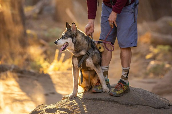 Tips to go hiking with your dog -image