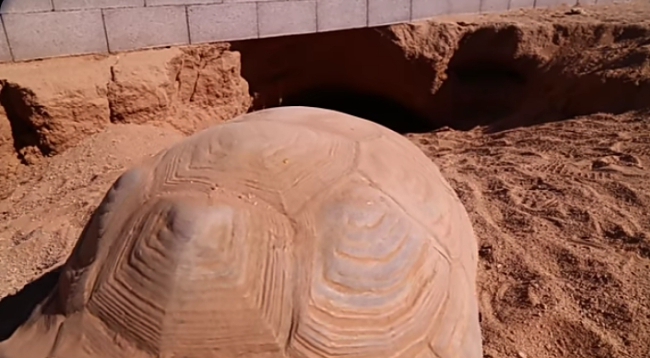 sulcata tortoises have strong and powerful muscles