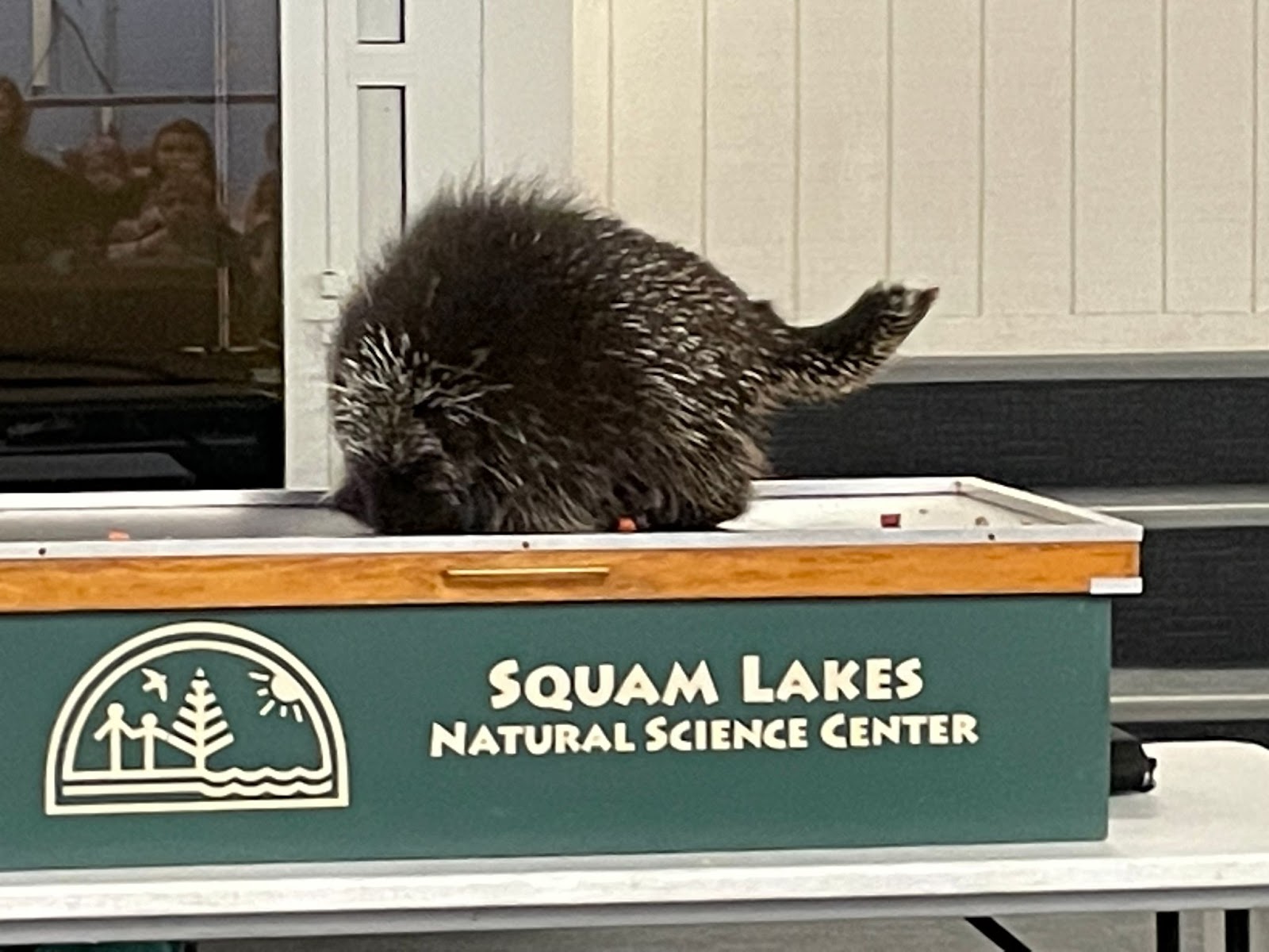 North Porcupine standing on box labeled Squam Lakes Natural Science Center, and eating a snack.