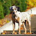 what is a catahoula leopard dog
