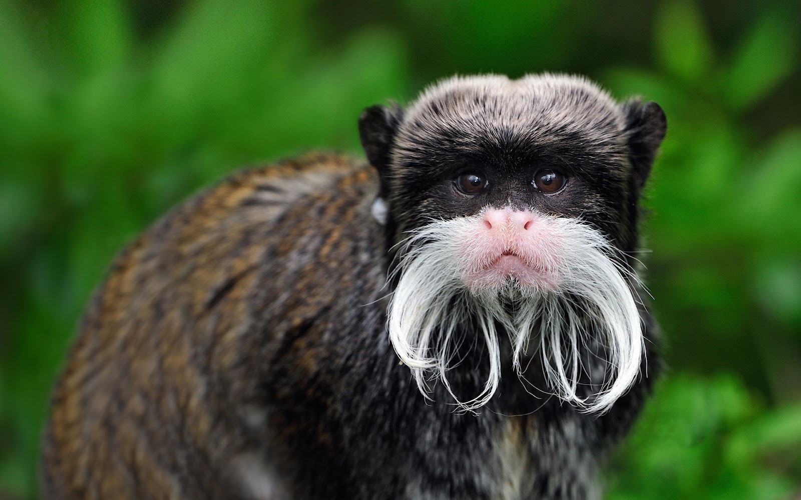 Emperor Tamarin
