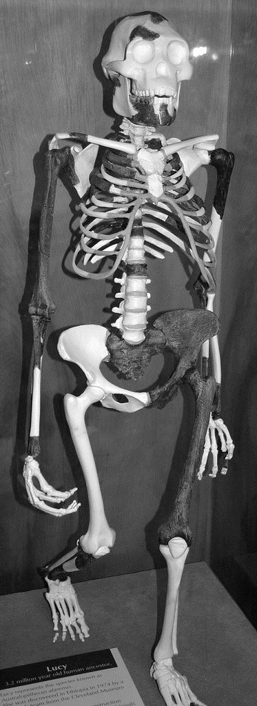 Australopithecus afarensis fossil hominid (Lucy skeleton) (Hadar Formation, Pliocene, 3.2 Ma; Hadar area, Afar Triangle, northern Ethiopia, eastern Africa) 1