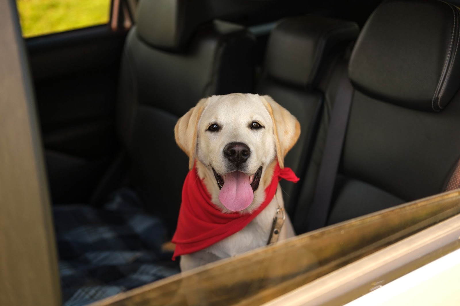 Tapizado automotirz amigable con las mascotas