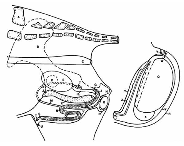 Diagrama lateral del tracto genital del macho