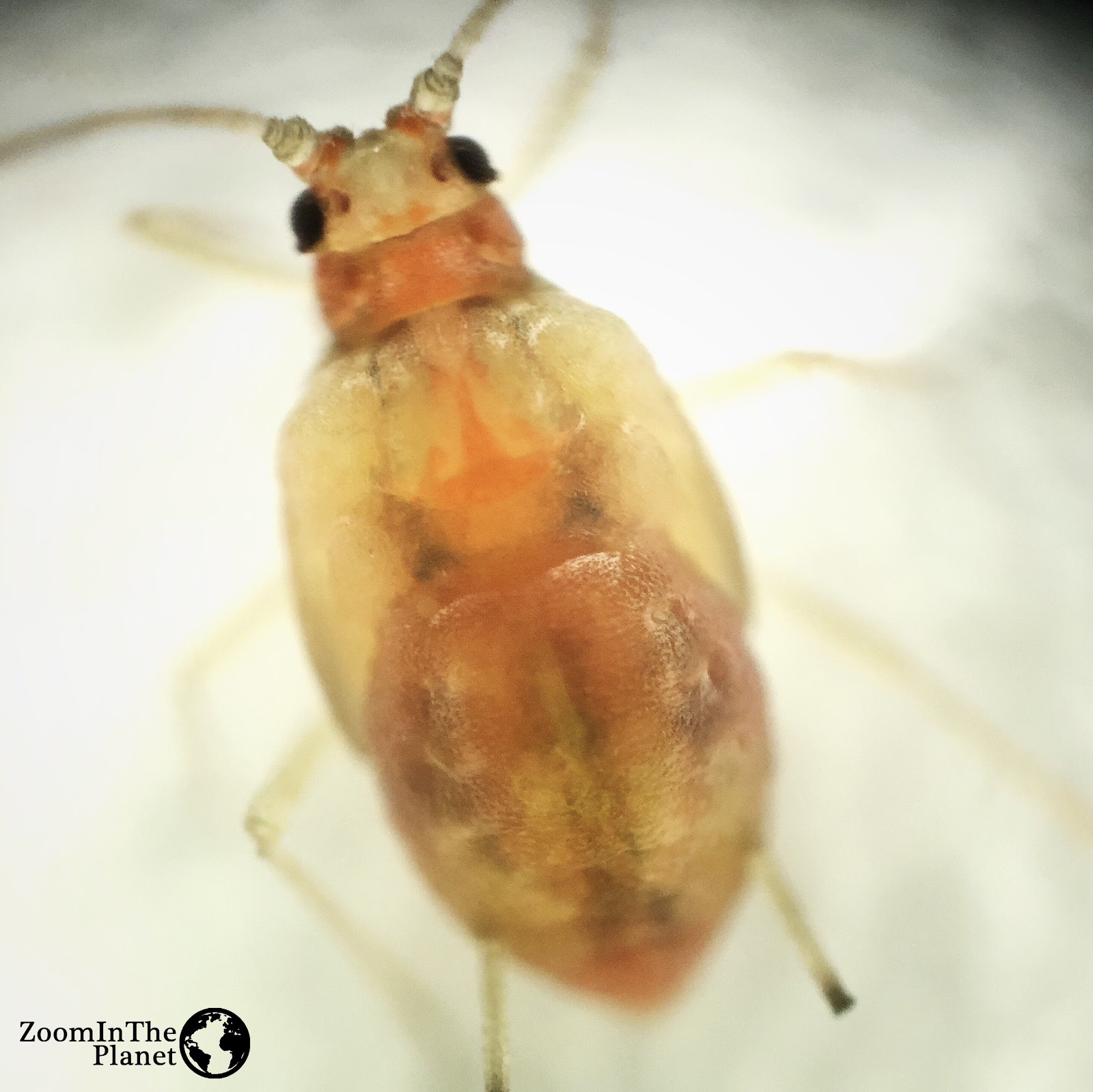 APHIDIDAE