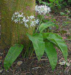 Ramsons 700.jpg