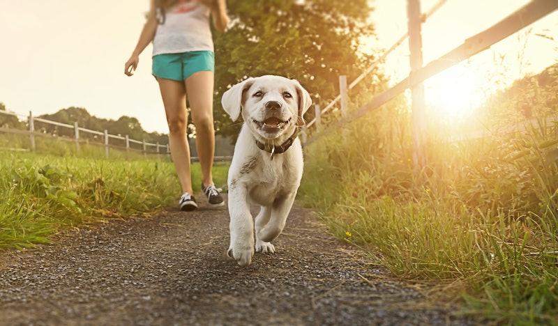 How Long Can A Dog Be In The Sun? 