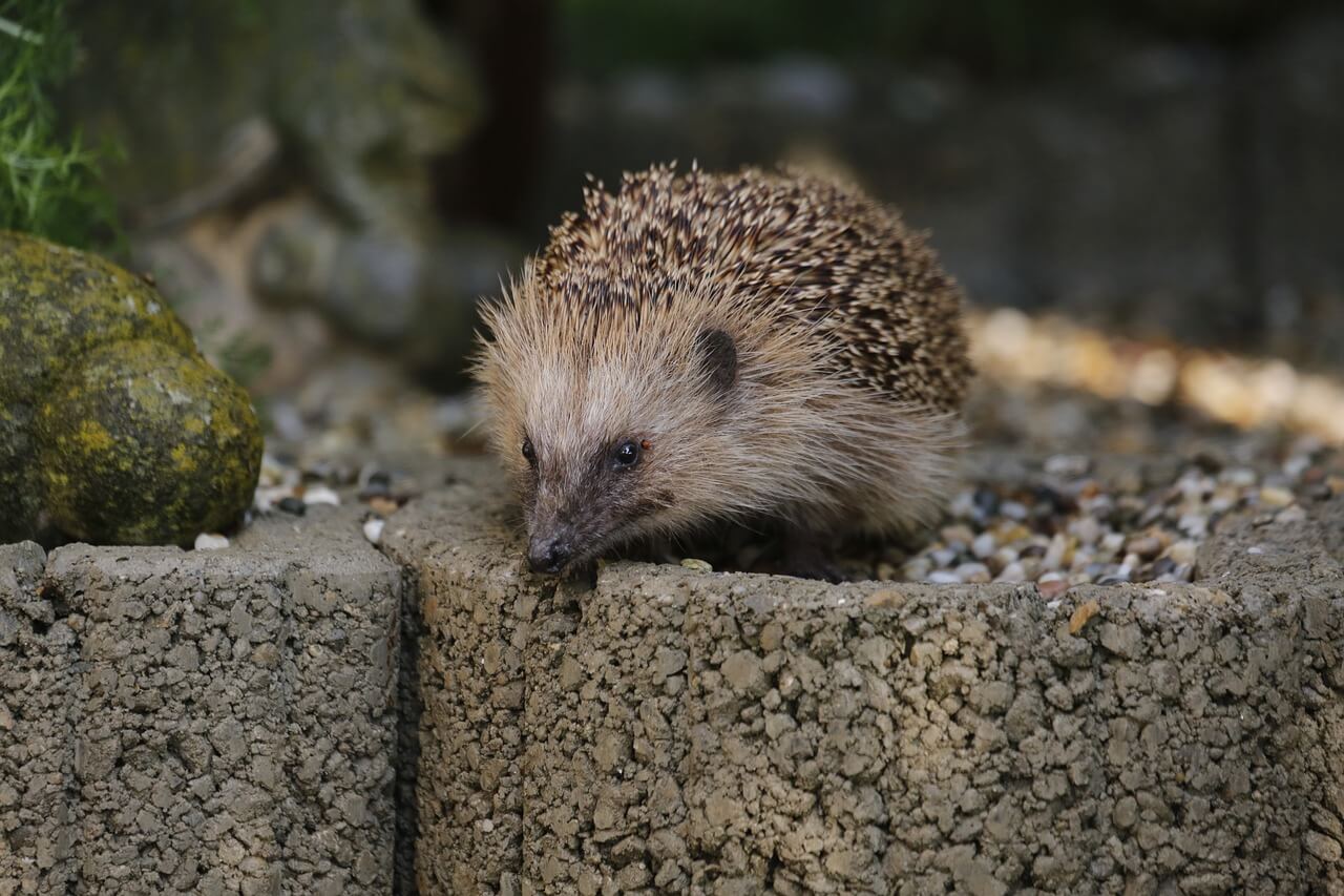 Can Hedgehogs Climb