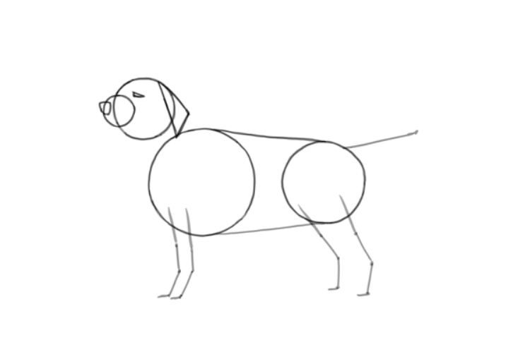 Как нарисовать собаку поэтапно карандашом: Легкие шаги для начинающих