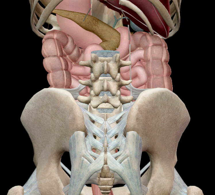 Vị trí tuyến tụy (phía sau của khoang bụng)