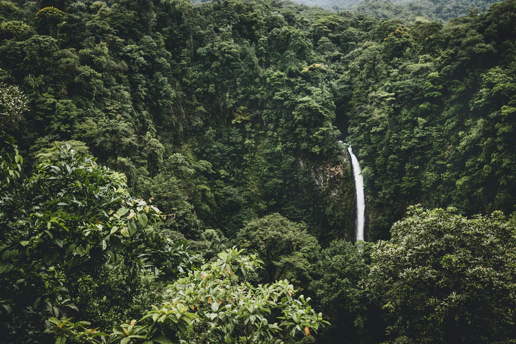 The 10 Largest Forests in the World