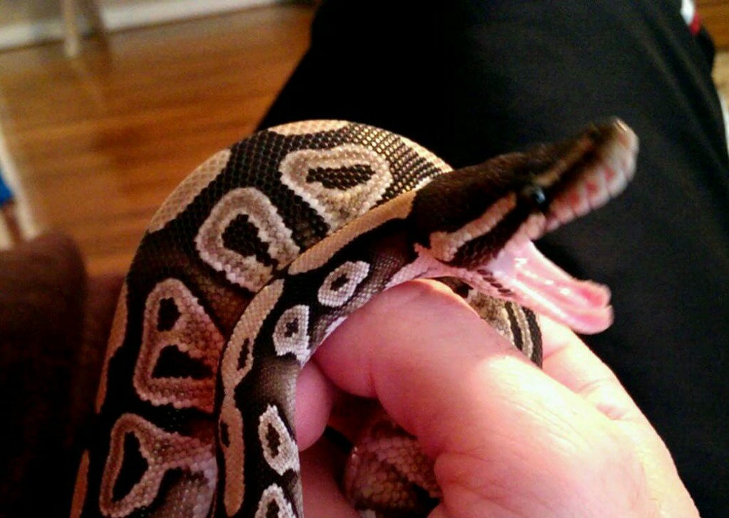 handling ball python