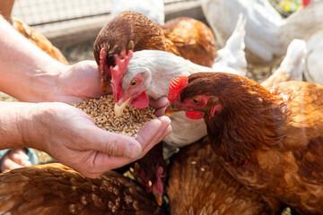 The farmer hand-feeds his hens with grain. Natural organic farming concept