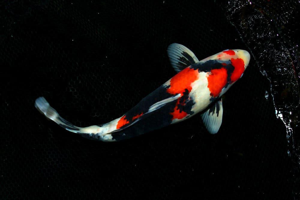 Ikan koi termahal 
